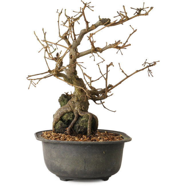 Grewia biloba Parviflora, 19 cm, ± 15 ans