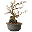 Grewia biloba Parviflora, 19 cm, ± 15 ans