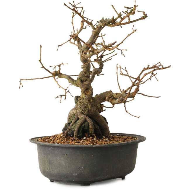 Grewia biloba Parviflora, 19 cm, ± 15 ans