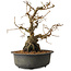 Grewia biloba Parviflora, 19 cm, ± 15 ans