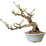 Sorbus aucuparia, 20 cm, ± 25 ans, avec un nebari de 8 cm