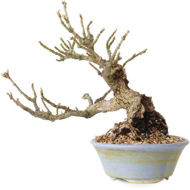 Sorbus aucuparia, 20 cm, ± 25 años, con un nebari de 8 cm