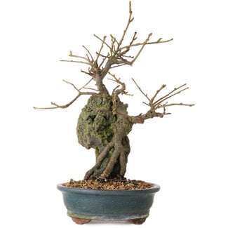 Grewia biloba Parviflora, 19 cm, ± 15 anni