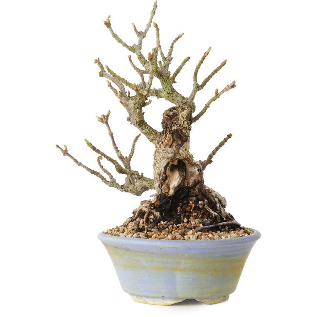 Sorbus aucuparia, 20 cm, ± 25 jaar oud, met een nebari van 8 cm