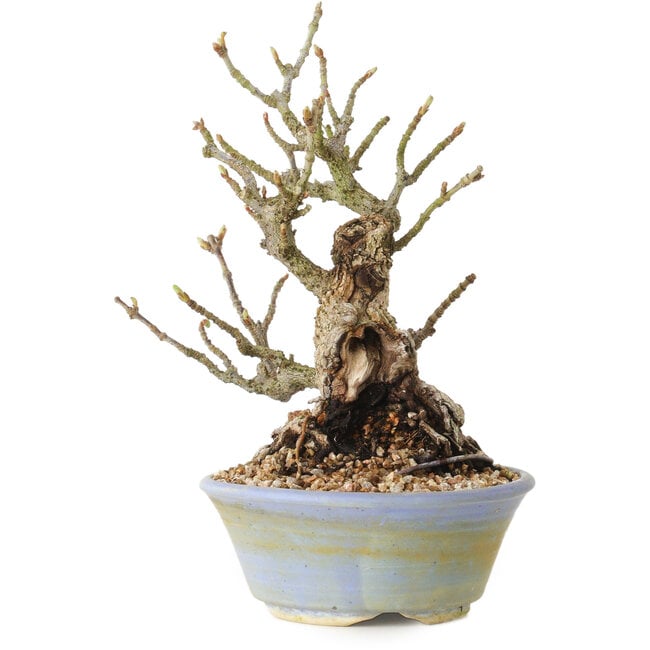 Sorbus aucuparia, 20 cm, ± 25 years old, with a nebari of 8 cm