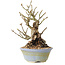 Sorbus aucuparia, 20 cm, ± 25 ans, avec un nebari de 8 cm