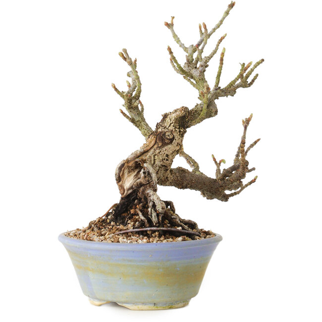 Sorbus aucuparia, 20 cm, ± 25 ans, avec un nebari de 8 cm