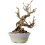 Sorbus aucuparia, 20 cm, ± 25 ans, avec un nebari de 8 cm