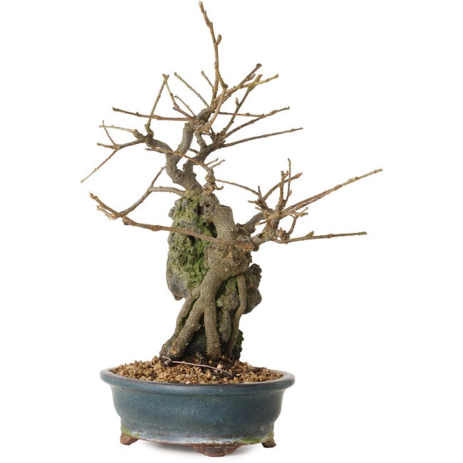 Grewia biloba Parviflora, 19 cm, ± 15 years old