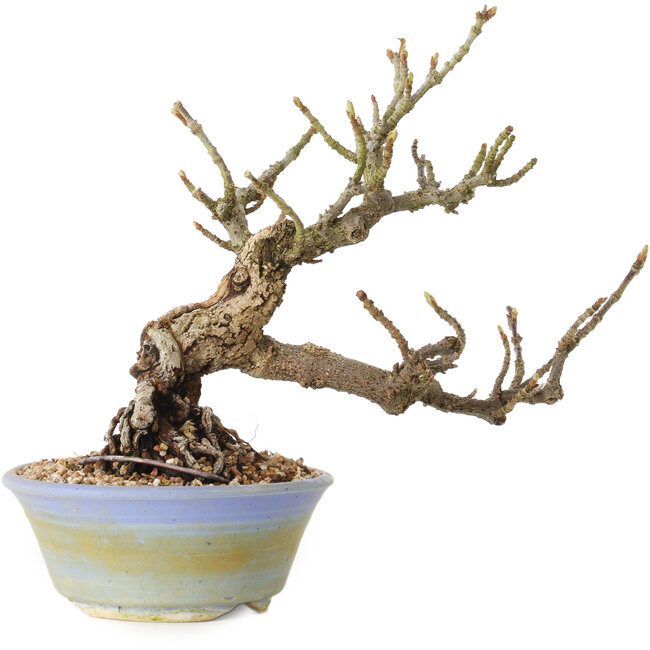 Sorbus aucuparia, 20 cm, ± 25 ans, avec un nebari de 8 cm
