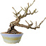 Sorbus aucuparia, 20 cm, ± 25 ans, avec un nebari de 8 cm