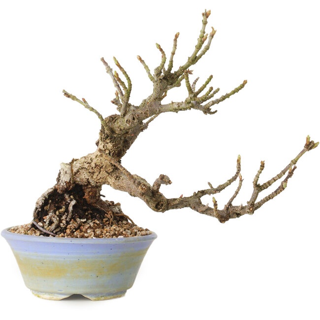 Sorbus aucuparia, 20 cm, ± 25 Jahre alt, mit einem Nebari von 8 cm