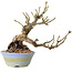 Sorbus aucuparia, 20 cm, ± 25 ans, avec un nebari de 8 cm
