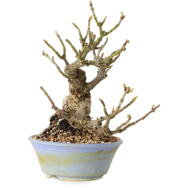 Sorbus aucuparia, 20 cm, ± 25 jaar oud, met een nebari van 8 cm