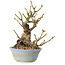 Sorbus aucuparia, 20 cm, ± 25 ans, avec un nebari de 8 cm