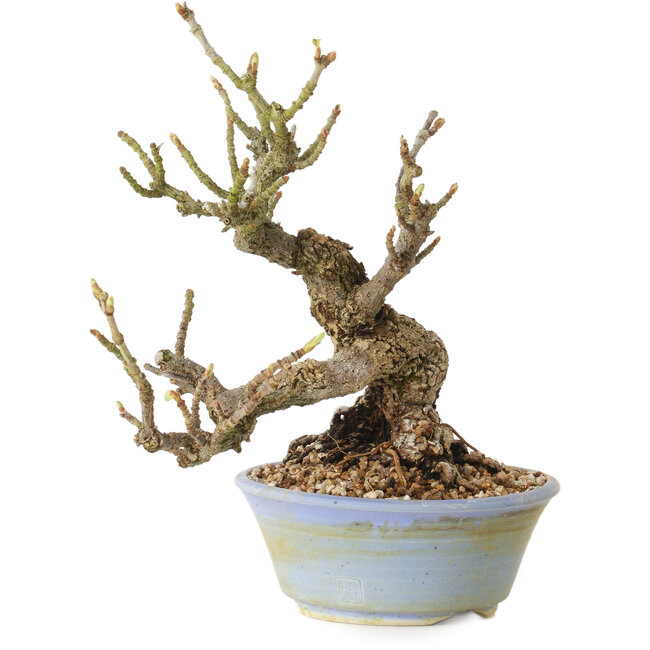 Sorbus aucuparia, 20 cm, ± 25 ans, avec un nebari de 8 cm