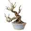 Sorbus aucuparia, 20 cm, ± 25 ans, avec un nebari de 8 cm