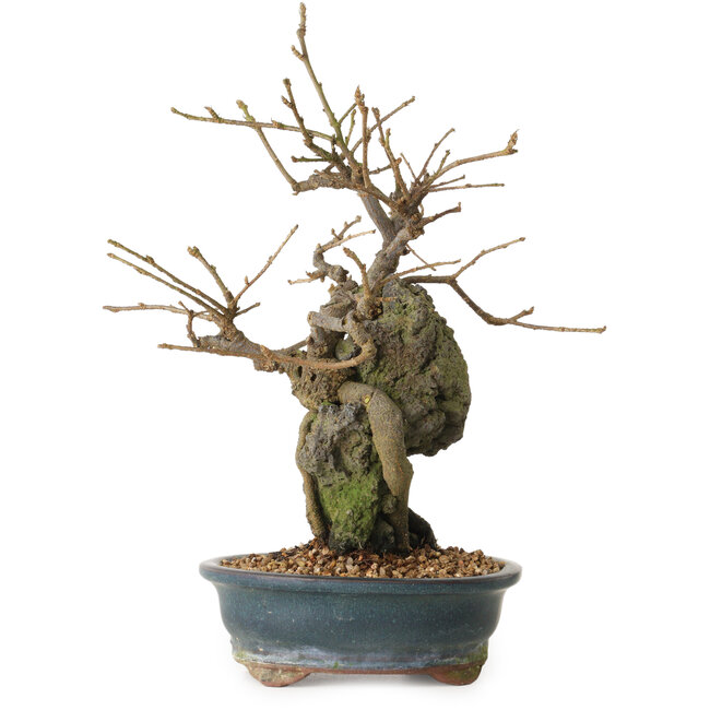 Grewia biloba Parviflora, 19 cm, ± 15 years old