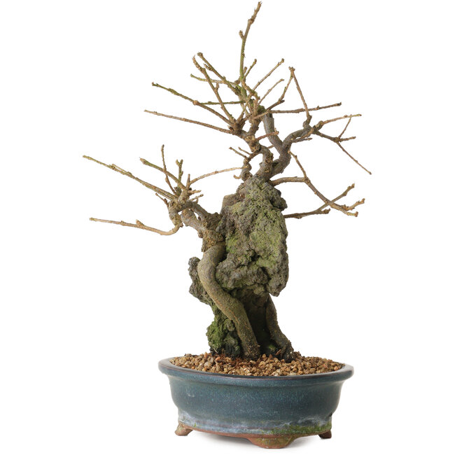 Grewia biloba Parviflora, 19 cm, ± 15 years old