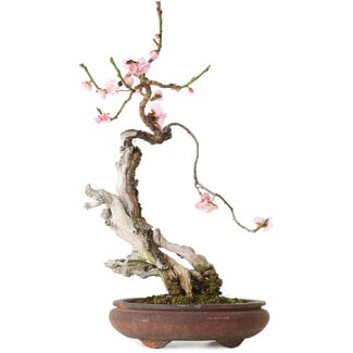 Prunus mume pink, 47 cm, ± 35 anni