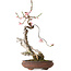 Prunus mume pink, 47 cm, ± 35 anni, con nebari di 12 cm, in vaso rotto