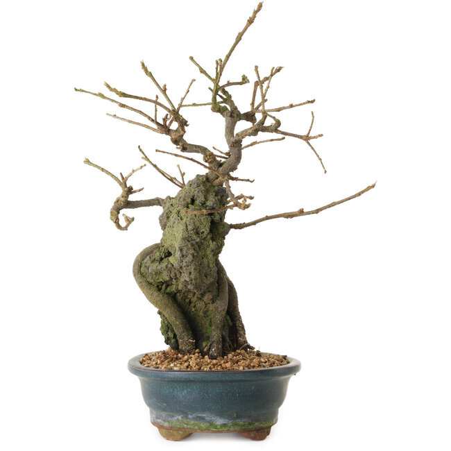 Grewia biloba Parviflora, 19 cm, ± 15 years old