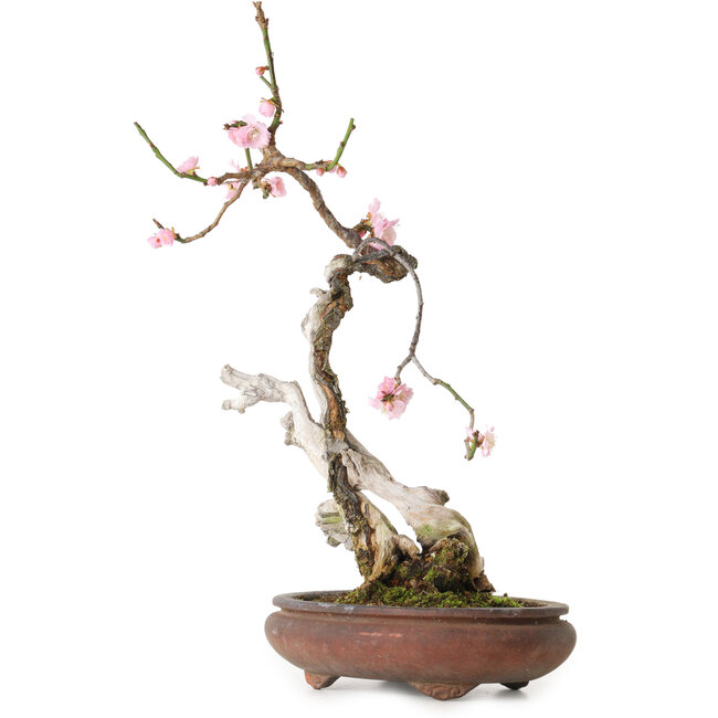Prunus mume pink, 47 cm, ± 35 jaar oud, met een nebari van 12 cm, in een gebroken pot.