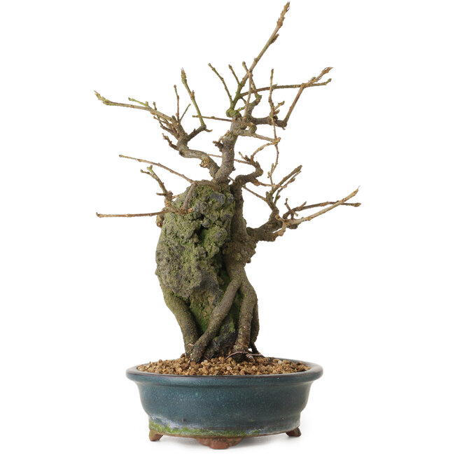 Grewia biloba Parviflora, 19 cm, ± 15 years old