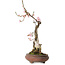 Prunus mume pink, 47 cm, ± 35 years old, with a nebari of 12 cm, in a broken pot