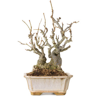 Chaenomeles speciosa Boke, 27 cm, ± 30 años de edad