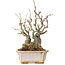 Chaenomeles speciosa Boke, 27 cm, ± 30 ans, avec un nebari de 12 cm