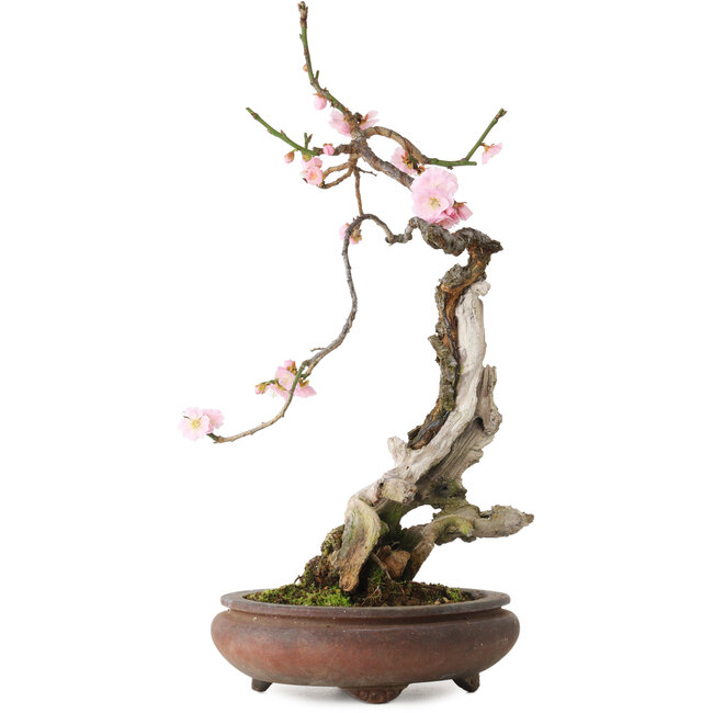 Prunus mume pink, 47 cm, ± 35 anni, con nebari di 12 cm, in vaso rotto