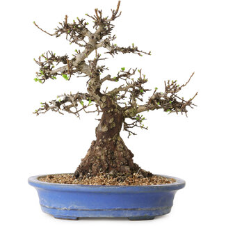 Crataegus cuneata, 28 cm, ± 35 jaar oud