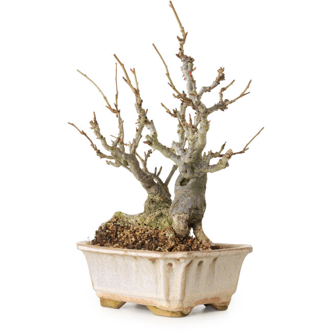 Chaenomeles speciosa Boke, 27 cm, ± 30 Jahre alt, mit einem Nebari von 12 cm