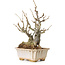 Chaenomeles speciosa Boke, 27 cm, ± 30 ans, avec un nebari de 12 cm