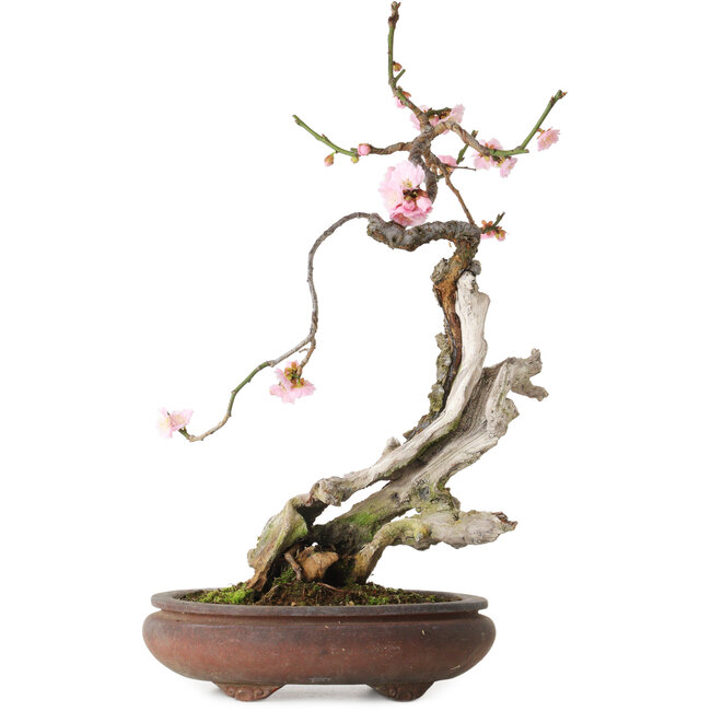 Prunus mume rose, 47 cm, environ 35 ans, avec un nebari de 12 cm, dans un pot cassé