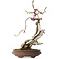Prunus mume pink, 47 cm, ca. 35 Jahre alt, mit einem Wurzelhals von 12 cm, in einem zerbrochenen Topf