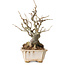 Chaenomeles speciosa Boke, 27 cm, ± 30 ans, avec un nebari de 12 cm