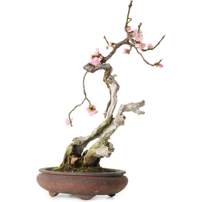 Prunus mume pink, 47 cm, ± 35 jaar oud, met een nebari van 12 cm, in een gebroken pot.