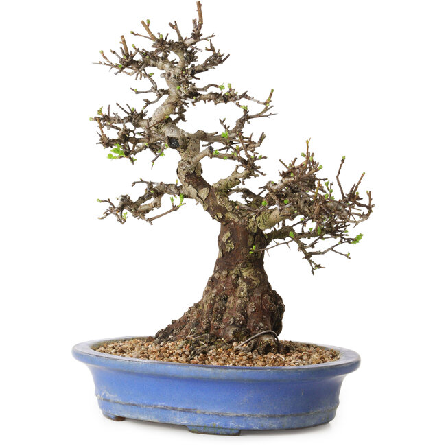Crataegus cuneata, 28 cm, ± 35 ans, avec un nebari de 14 cm