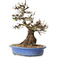 Crataegus cuneata, 28 cm, ± 35 ans, avec un nebari de 14 cm