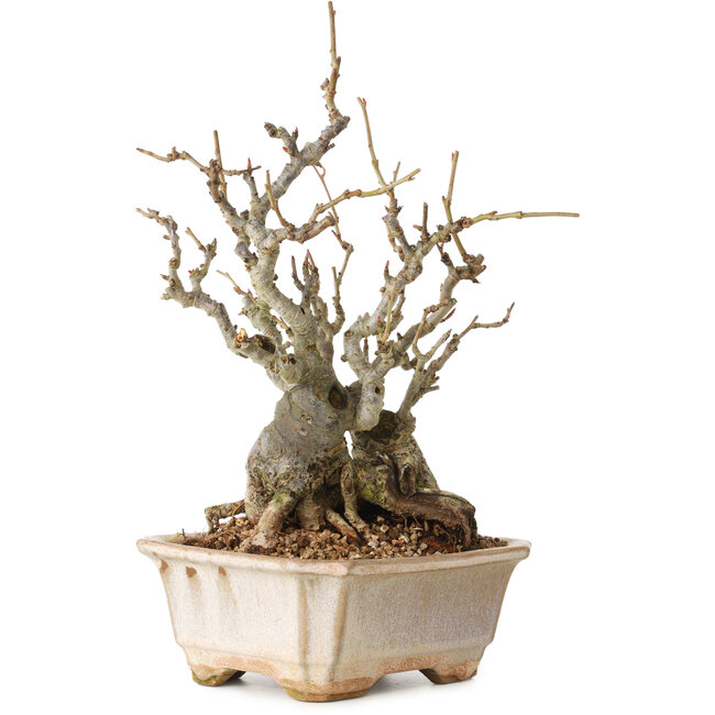 Chaenomeles speciosa Boke, 27 cm, ± 30 jaar oud, met een nebari van 12 cm