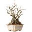 Chaenomeles speciosa Boke, 27 cm, ± 30 ans, avec un nebari de 12 cm