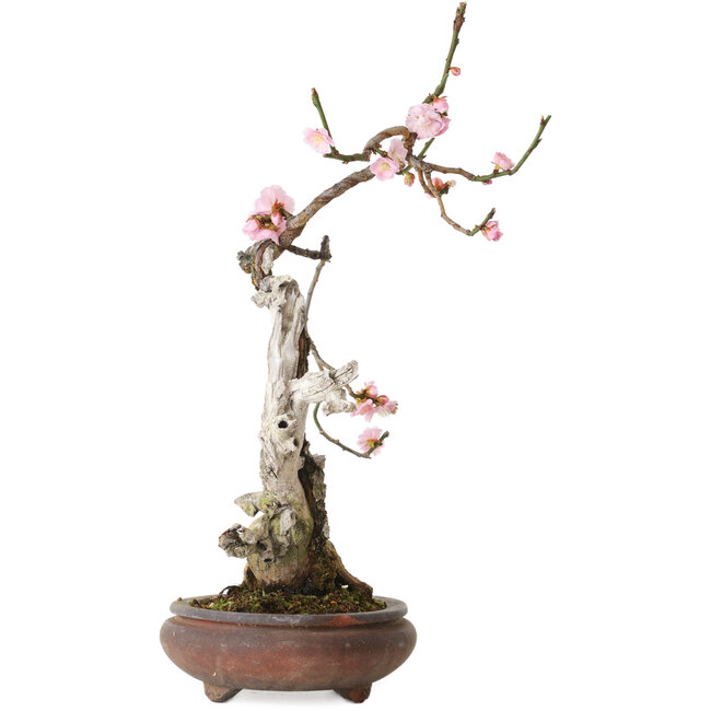 Prunus mume pink, 47 cm, ± 35 anni, con nebari di 12 cm, in vaso rotto