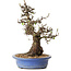 Crataegus cuneata, 28 cm, ± 35 ans, avec un nebari de 14 cm