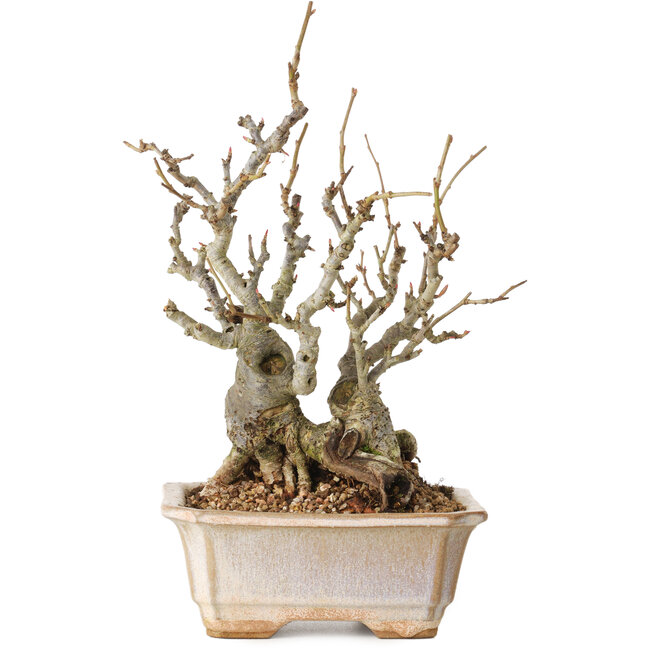 Chaenomeles speciosa Boke, 27 cm, ± 30 Jahre alt, mit einem Nebari von 12 cm