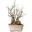 Chaenomeles speciosa Boke, 27 cm, ± 30 ans, avec un nebari de 12 cm