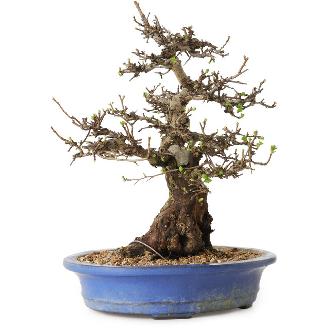 Crataegus cuneata, 28 cm, ± 35 ans, avec un nebari de 14 cm