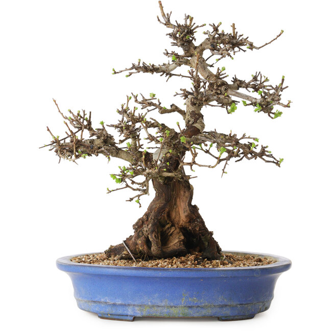 Crataegus cuneata, 28 cm, ± 35 años de edad, con un nebari de 14 cm