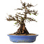 Crataegus cuneata, 28 cm, ± 35 ans, avec un nebari de 14 cm